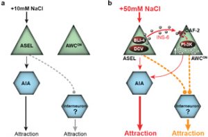 Schematic showing plasticity in chemosensory circuits.